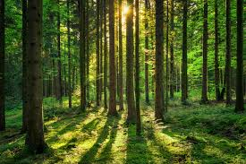 Grundstück Altmannstein - 24.000&euro; | Angebot:15055312