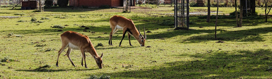 Wildpark am Baggersee Ingolstadt Bayern Donau Wildtiere Natur Familie