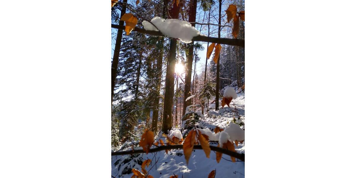 Einfamilienhaus Ingolstadt Südost - 4 Zimmer, 240 m&sup2;, 255.000&euro; | Angebot:24815876