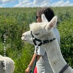 Alpaka-Wanderung in der Weilachmühle