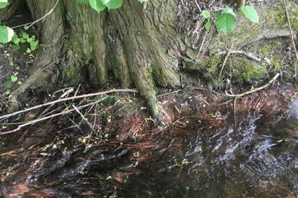Weiher Wald oder Ausgleichsfläche - Grundstück Winden a. Aign Winden am Aign | Angebot:24330293